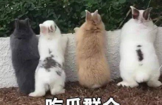 吃瓜娱乐汪,揭秘娱乐圈那些事儿