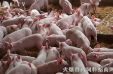 黑龙江生猪价格,供需关系与市场走势解读”